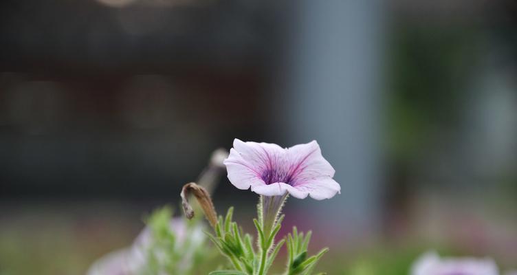 花开孤独忧郁（用花为媒）