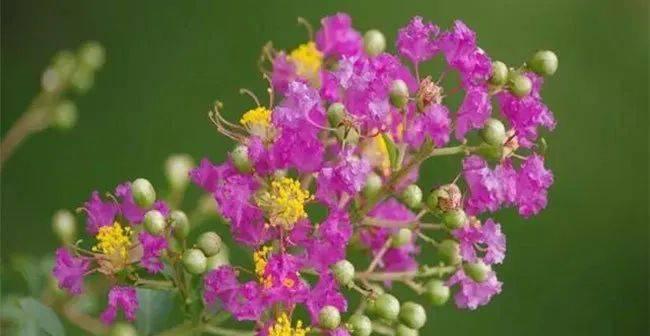 花言巧语，以花表达歉意（用鲜花传递内心的歉意）