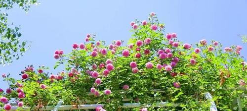 以康乃馨代表亲情（香花传递深情）