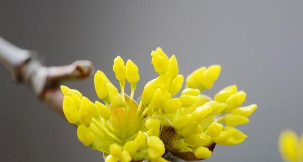 以蓝色风信子花代表希望——希望的花开在心间（用蓝色风信子诉说人们对希望的向往和追求）