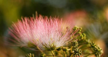 相思之花（以花为媒）