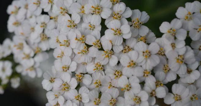 以蓮花代表虚心的力量（虚心的境界——在蓮花中感悟）