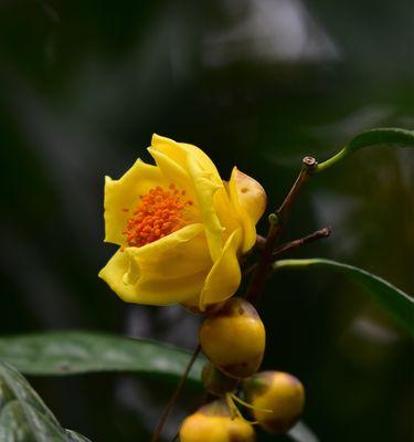 中国国花——牡丹的美丽传说（牡丹花开）