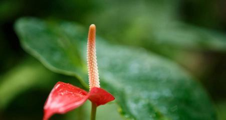 魅力绽放，花开时刻（以兰花为主题的魅力探究）