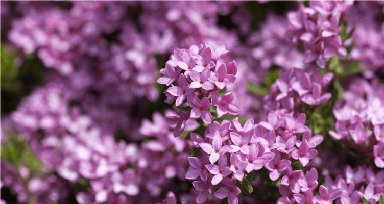 寂静之花——沉默花语（探寻沉默的美妙）