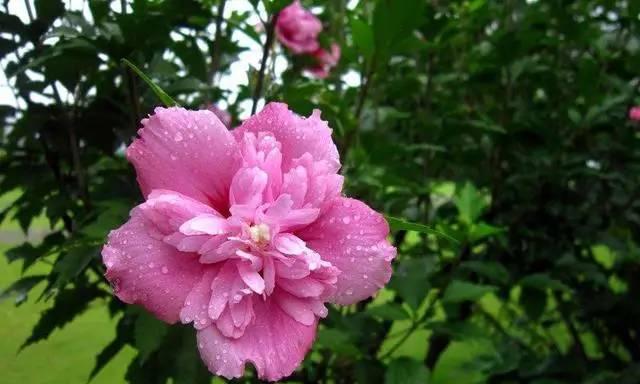 以百合花的花语为主题的文章（单纯善良的花语——百合花的象征意义）