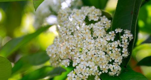 孤独花开的哀愁——以百合花为主题的花语探析（唯美哀愁的花海中）