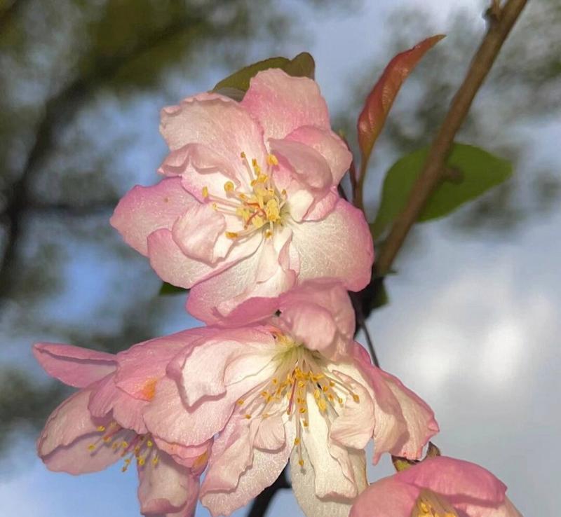 花语中的思念（花开花谢）