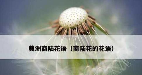 可爱花语—以向日葵的花语为主题（阳光带来的爱与快乐）