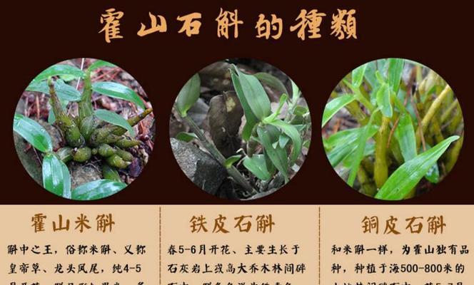 石斛种植时间和生长周期探究（了解石斛种植时间和生长周期的关键因素）