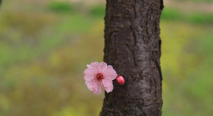 孤独忧郁的花语（探寻代表孤独忧郁的花朵及其寓意）