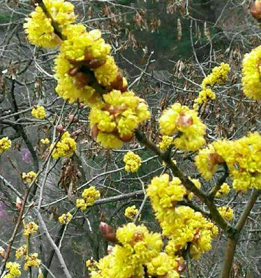 清明节花卉文化（探寻传统与现代之间的美学奥秘）