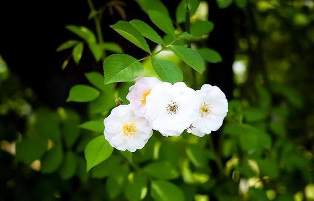 揭示白雪花传递的善良信息，感受善良之美（揭示白雪花传递的善良信息）