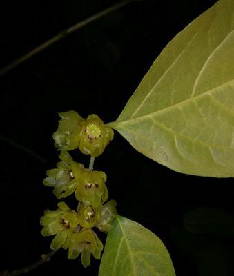 虚心如花——花卉文化中的谦逊精神（探究花卉文化中的谦逊精神）