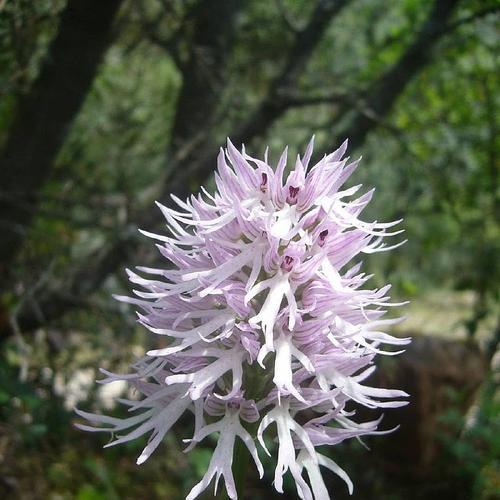 傲慢花语（探寻傲慢花卉的心态与品性）