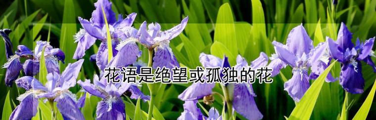 分手快乐——一种新的开始（探究花语“分手快乐”的深层含义）