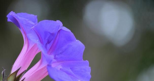 光芒万丈的“向日葵”花语和寓意（探究向日葵作为光明与希望的象征以及其他花语的含义）