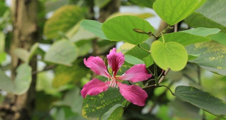 红花羊蹄甲的花语与美丽传说（探寻红花羊蹄甲的花语之谜）