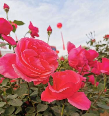 红色月季花语（以红色月季传达的浪漫与情感）