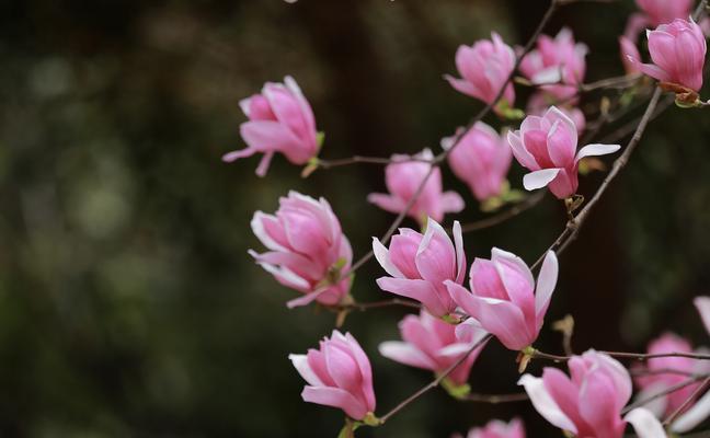 红玉兰花的花语——坚韧不拔的生命之花（红玉兰花花语的意义与象征）