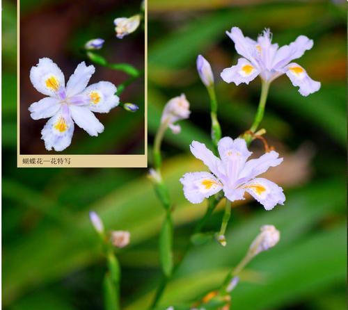 蝴蝶花（揭开蝴蝶花的神秘面纱）