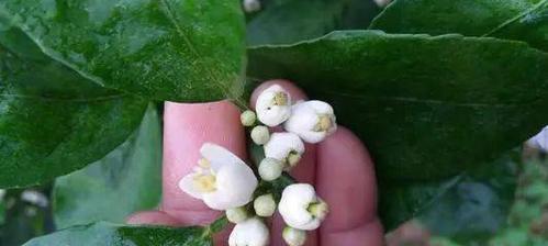 花芽分化（揭开植物繁衍过程的神秘面纱）