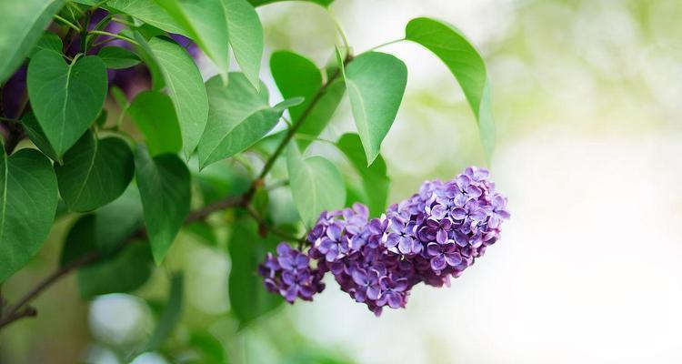 花开香满园，花叶丁香的花语解读（优雅高贵）