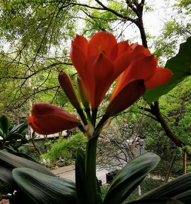 花开暗恋，花语绽放（爱之语）