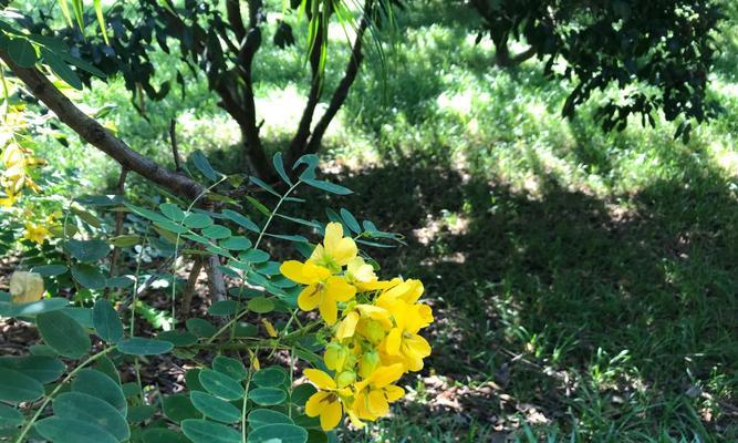 槐花花语（探索槐花的花语与寓意）