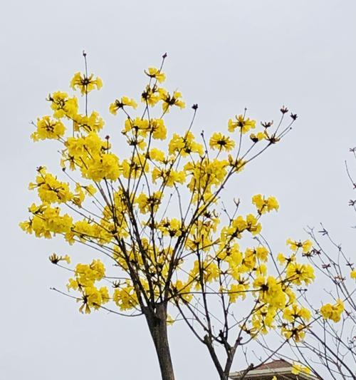 黄风铃花（花海里飘荡的黄色音符）