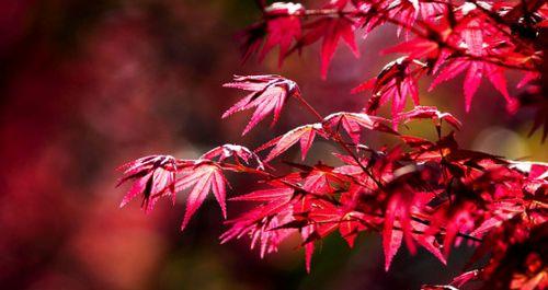 红枫花开的季节（秋日里的精彩绽放）