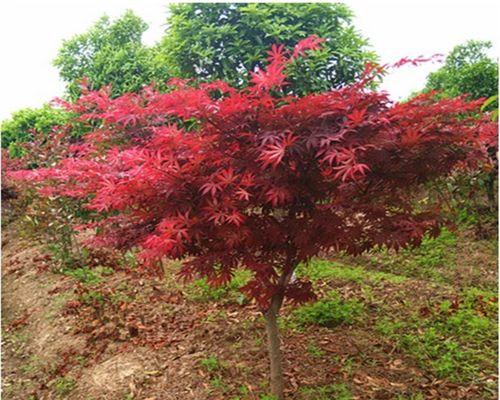 红枫树的花开奇景（探秘红枫树的开花之美）