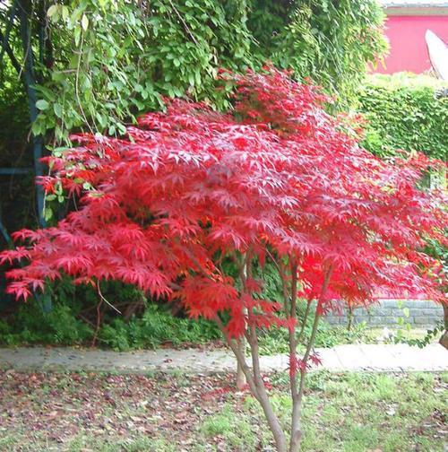 如何养护红枫树才能茂盛生长（从土壤到光照）