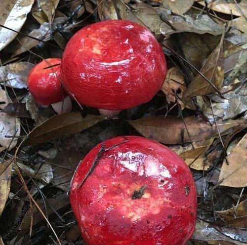 红菇的生长环境条件及特点（探究红菇的生长环境要素和生长特性）