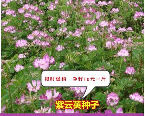 红花草种植指南（从种子到开花全过程详解）