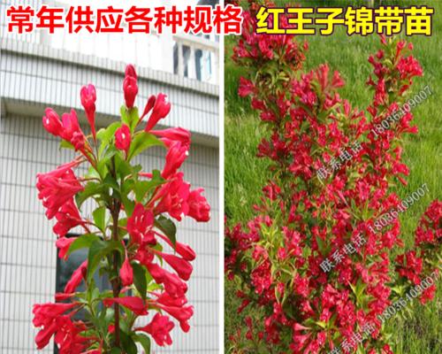 番红花种植时间和方法（适宜的季节）