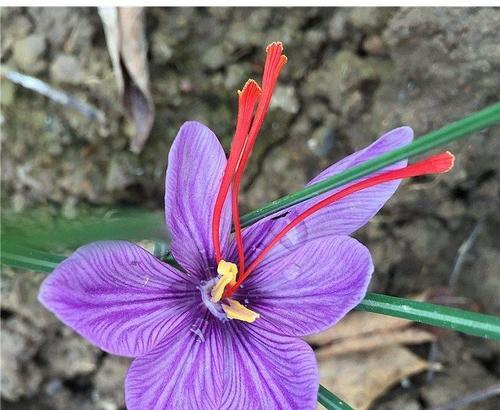 红花的种植时间和方法（揭秘红花种植的技巧及注意事项）