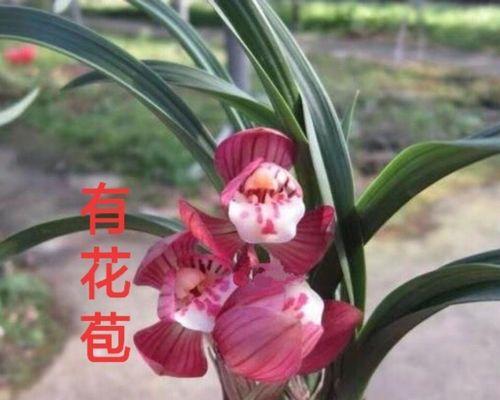 兰花的象征意义——崇高、纯洁与美丽（中国传统文化中的兰花与其象征意义的探究）