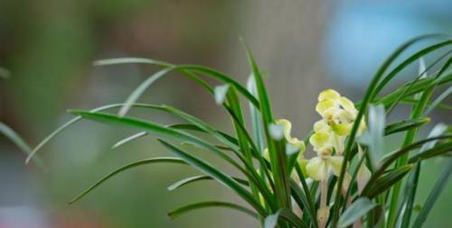 解读兰花花语的深层含义（探索兰花的神秘世界）