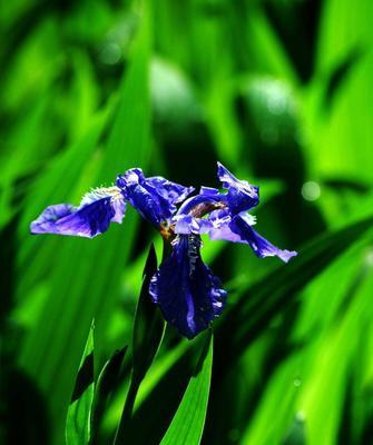 蓝蝴蝶花的含义及传说（探寻蓝蝴蝶花的美丽与神秘）