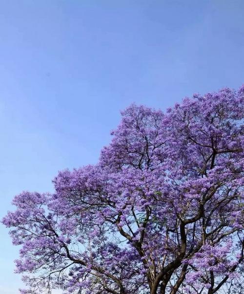 蓝花楹的花语及其意义（揭示蓝花楹的花语背后深刻的内涵）