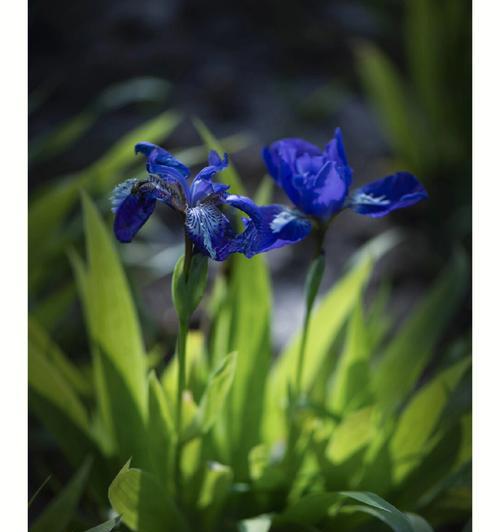 蓝色鸢尾花的花语之美（探索蓝色鸢尾花背后的神秘意义）