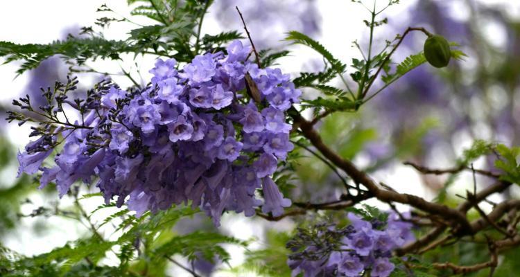 蓝楹花的花语及其象征意义（探寻蓝楹花的内涵与传统文化）