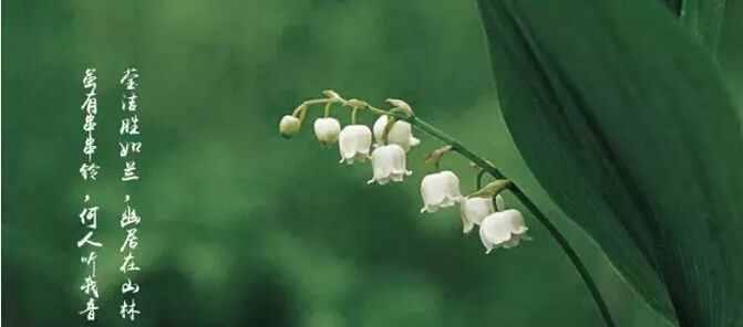 铃兰花（揭开铃兰花的神秘面纱）