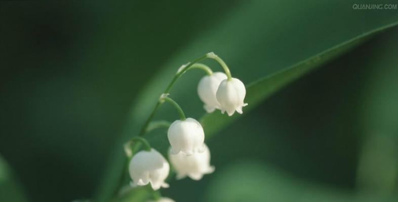 铃兰花（追寻铃兰花的花语）