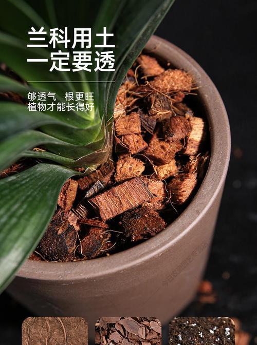 用椰子壳种花，环保又实用（椰壳花盆的制作方法和优点）