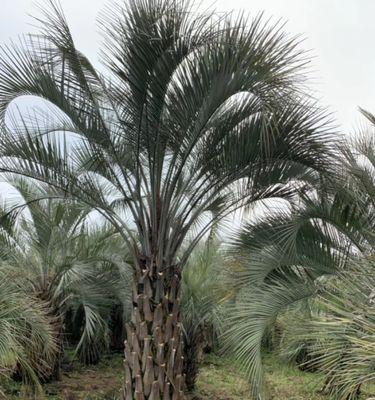 椰子的成熟期及收获季节（探究椰子生长）