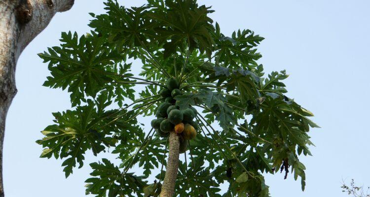 热带植物之王——椰子树（探究椰子树的生长环境和特点）