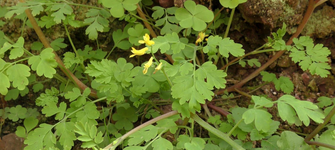 寻找野草的品质与精神（探寻野草之美）