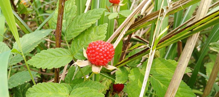 野草莓成熟季节及上市时间（了解野草莓）